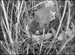 Weasel at nest