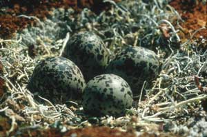 Black-bellied Plover nest with eggs in the Yukon Delta National Wildlife Refuge - photo by Dan Rizzolo, USGS