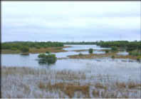 photo of a brackish pond community