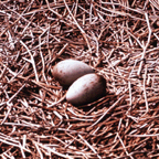 Whooping Crane Nest with 2 Eggs