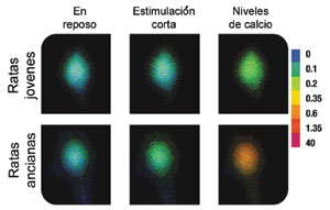 las neuronas de ratas jóvenes y ancianas 