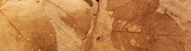 Image of fossil leaves preserved in shale