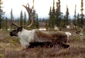 Nelchina caribou bull