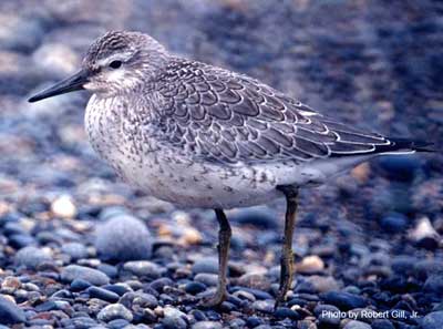 Red Knot - Photo by Robert Gill, Jr, USGS