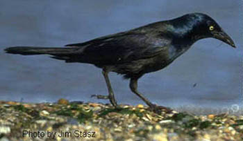 Common Grackle