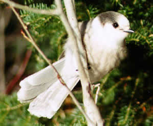 Gray Jay