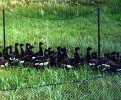 Coralling Black Brant