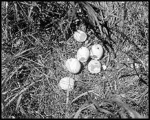 Photo of Destroyed Nest.