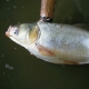 Silver carp (Hypophthalmichthys molitrix). Photo credit: Department of Fisheries and Allied Aquacultures, Auburn University, Alabama, USA