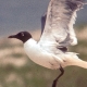 Laughing Gull (Larus atricilla). Photo credit: courtesy of Jeffrey A. Spendelow, USGS Patuxent Wildlife Research Center