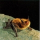 Northern Long-eared Bat (Myotis septentrionalis). Photo credit: Copyright The Smithsonian Book of North American Mammals, edited by Don E. Wilson & Sue Ruff, 1999. All rights reserved.
