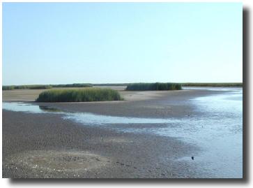 Picture of smooth cordgrass clones