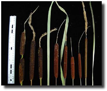 Picture of flowering morphology of hybrid cattails