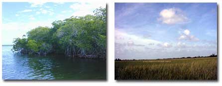 two photos showing florida bay and the everglades