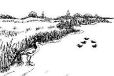 Black and white sketch of marsh shoreline