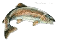 Image of rainbow trout (Oncorhynchus mykiss)
