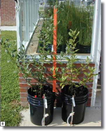 Image of black mangrove grown in monoculture