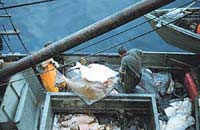 Fishermen offloading halibut in Sitka. Photo: Kurt Byers, ADF&amp;G.