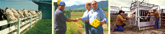 cows, men shaking hands, cow in stall