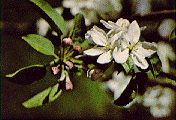 North Dakota Spring