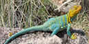 Collared Lizard