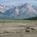 Caribou strolls on the gravel bar of the Teklanika River