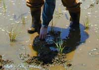 Restoration practitioner manually samples sediment.