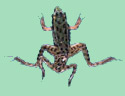 Deformed Leopard Frog