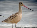 Marbled Godwit. Photo by George Jameson
