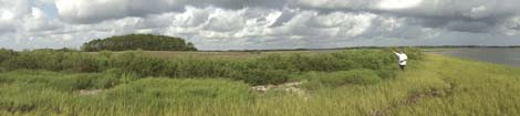 Panoramic view of marsh