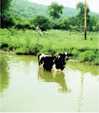 Livestock in South Branch Plum Creek, Pa., as in many agricultural basins, contribute nitrate to the ecosystem.