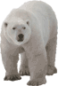 polar bear