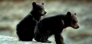 Two black bear cubs sit together on a log.