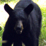 The black bear, Shenandoah's largest resident!