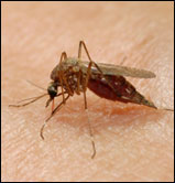 Making Malaria History