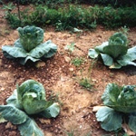 Beatiful heads of cabbage growing in parks garden.
