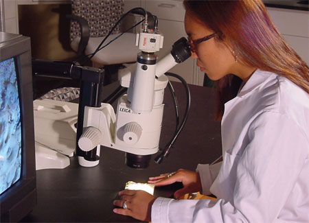 Researcher examines sample under a microscope.