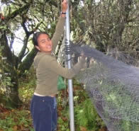 A Park Flight Intern gathers birds from a mist net.