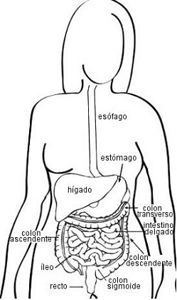 Diagrama del aparato digestivo