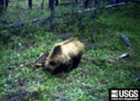 grizzly bear in a bear hair trap