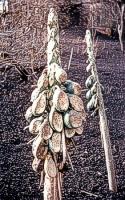 Sheared and cooked papaya