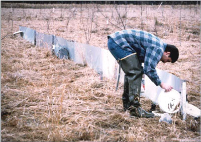 Photo Plate 4: Pitfall and funnel traps associated with drift fences revealed a diverse population of amphibians and reptiles.