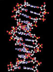 DNA image