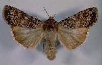 army cutworm moth