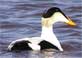 Common Eider