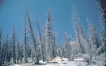 Trees killed by carbon dioxide gas, Horseshoe Lake, California