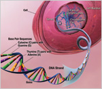 Parts of a cell and DNA strand (see text)