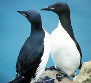 thick billed murres. Photo: Josh Keaton, NMFS