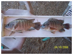 tilapia