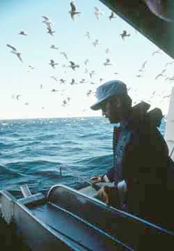 sea gulls by a commercial fishing vessel